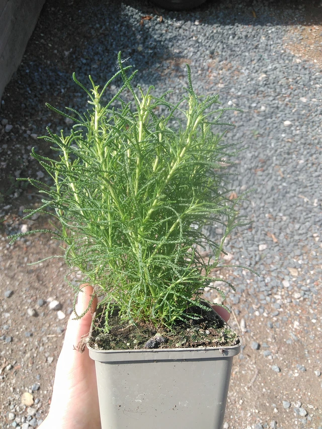 Vihersantoliina - 17. 7. 2025