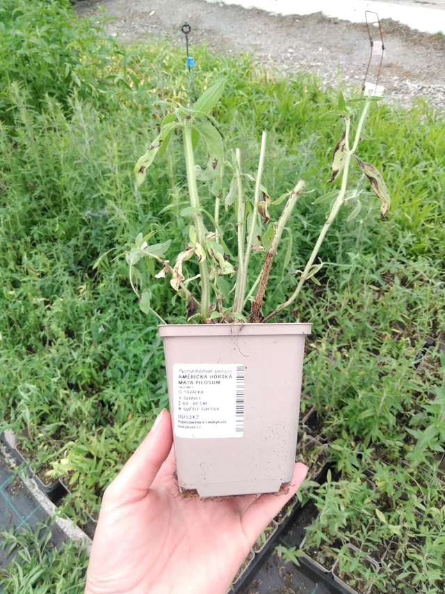 Menta de montaña americana Pilosum - 2024