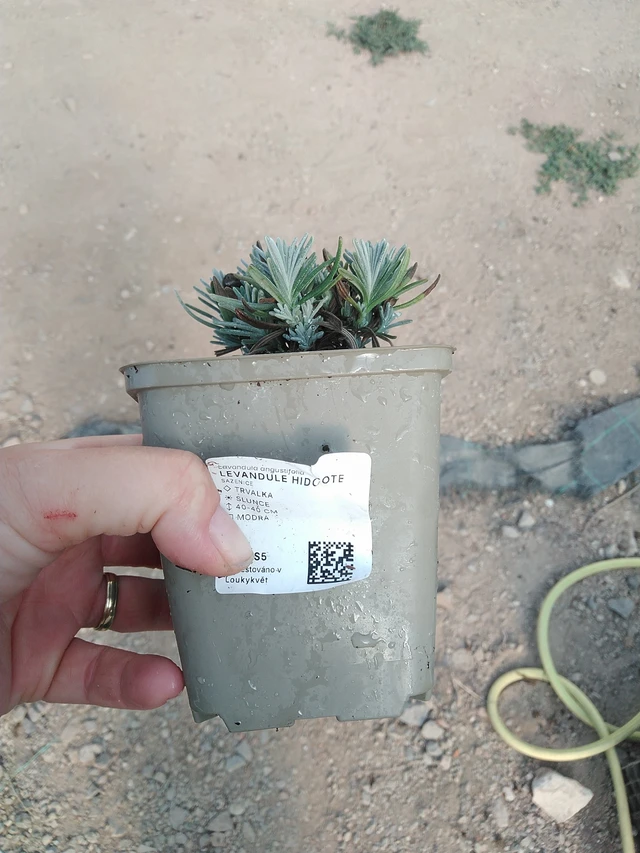 Levandule Hidcote - 19. 8. 2025