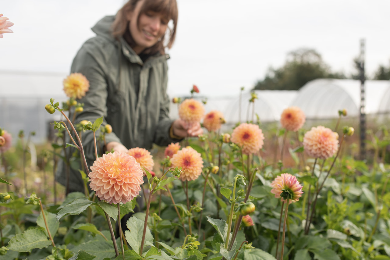 Daalia Moderato, Loukykvět