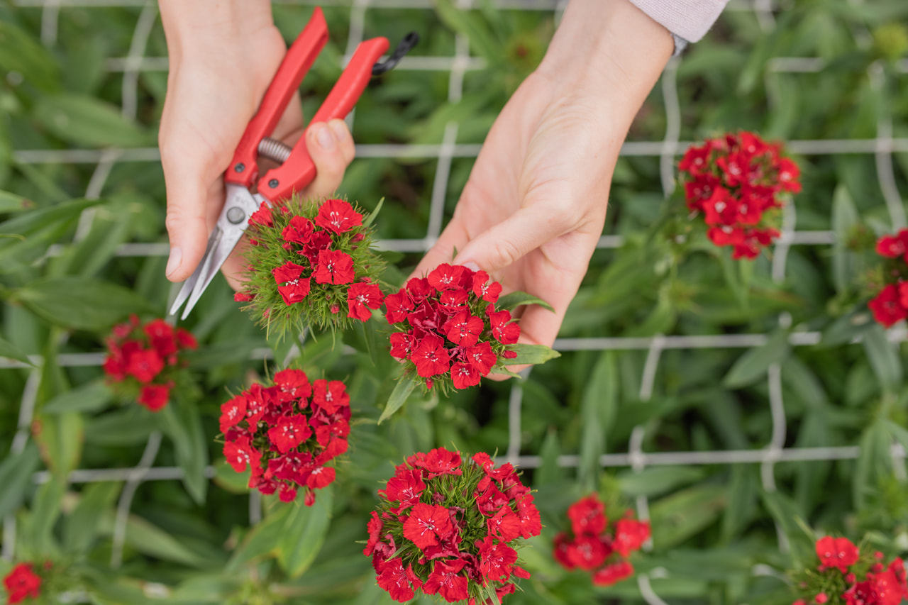 Clavel del poeta Barbienne Scarlet, Loukykvět