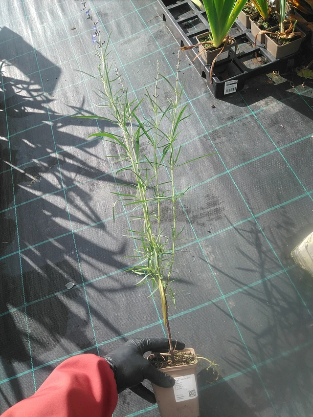 Salvia lavandulifolia - 13. 10. 2025