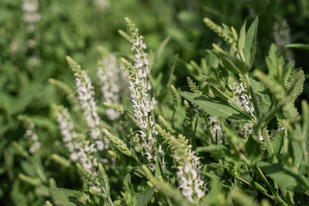 Verbena hastata White Spires, Loukykvět
