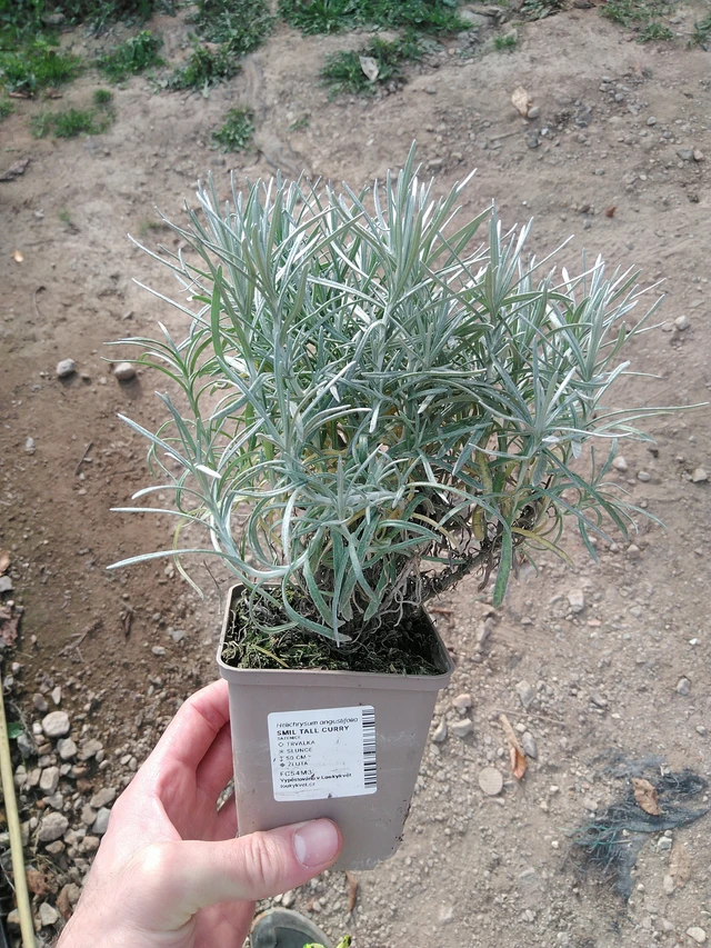 Smil Tall Curry - 31. 10. 2025