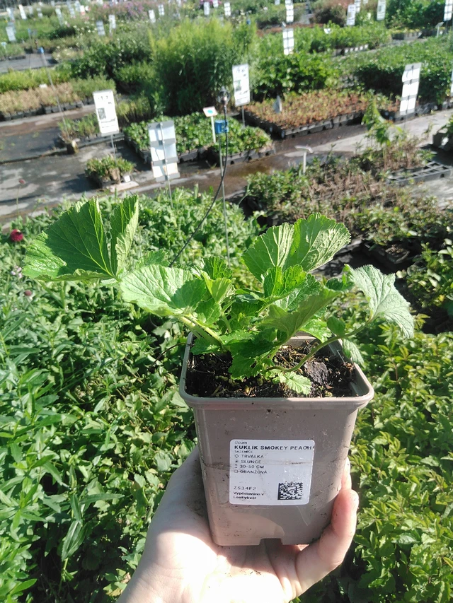 Kellukka Smokey Peach - 22. 7. 2026