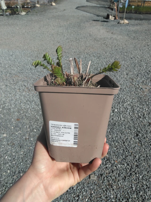 Luppio Arnhem - 3. 4. 2025