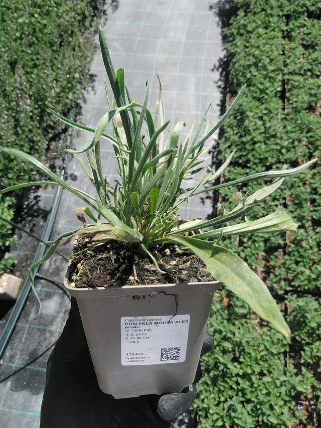 Siniharmaakello Alba - 19. 8. 2025