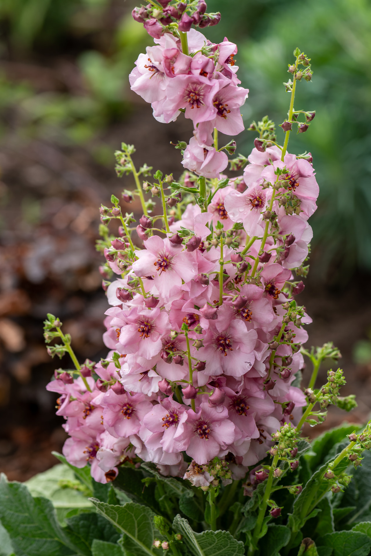 Gordolobo Rosie, Loukykvět