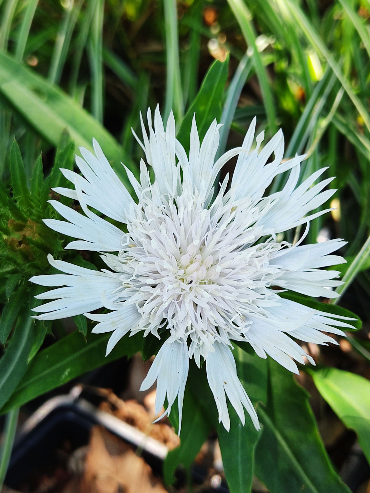 Stokesia Träumerei, Loukykvět