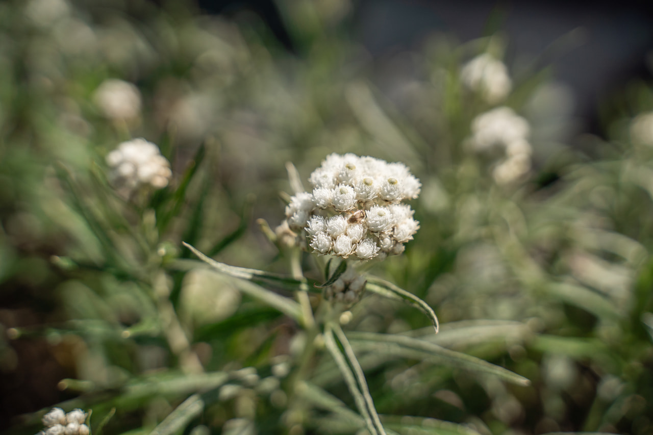 Anaphalis margaritacea Neuschnee, Loukykvět