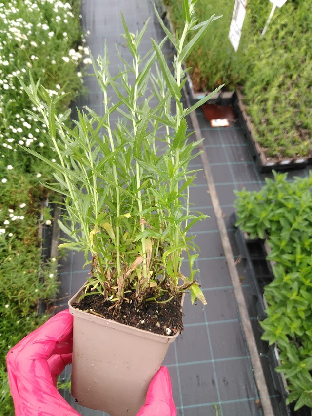 Kärsämö The Pearl - 8. 7. 2025