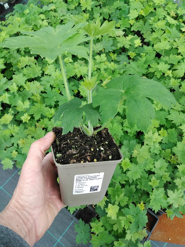 Espuela de caballero Magic Fountains Dark Blue (White Bee) - 9. 6. 2025