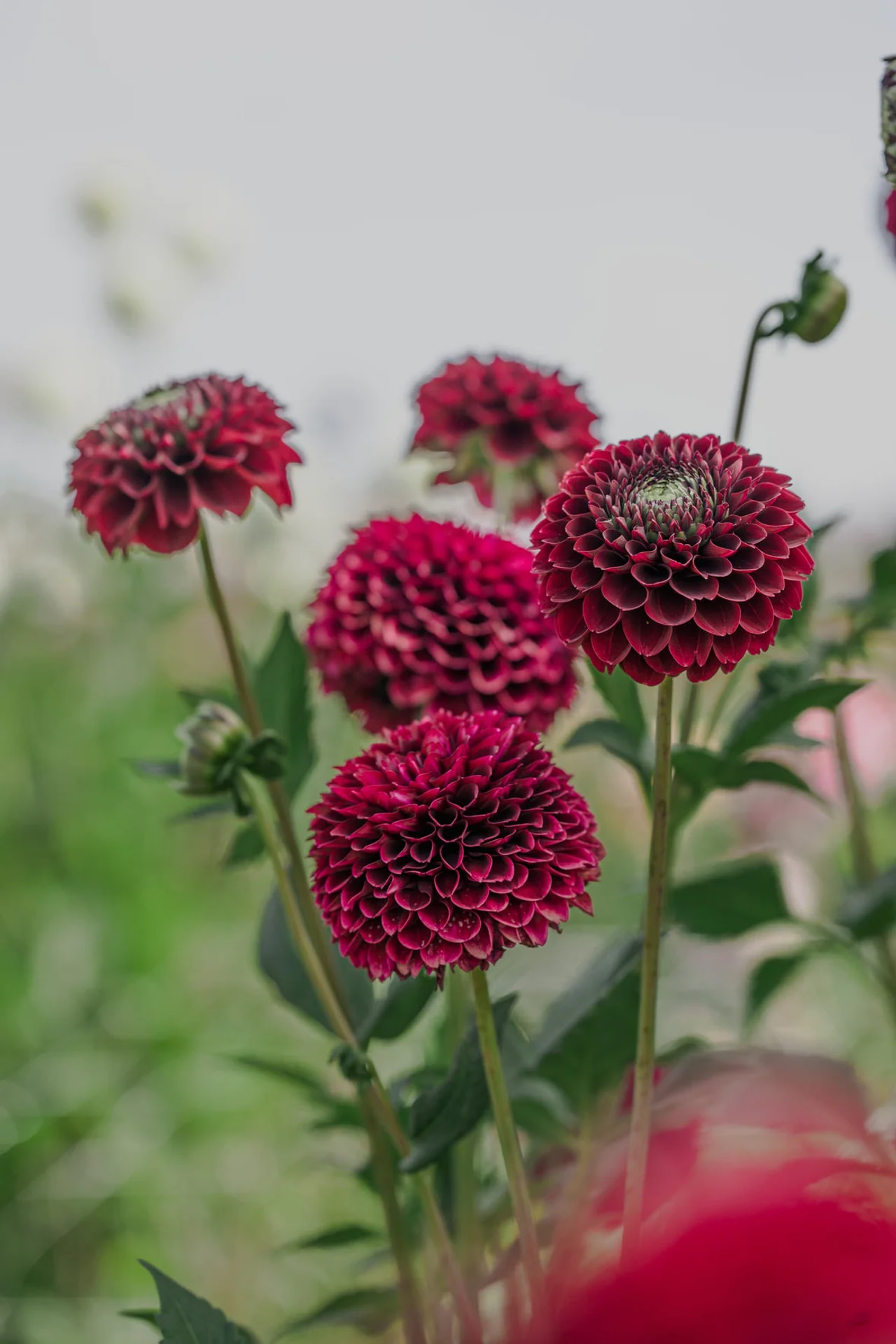 Daalia Black Pierre, Loukykvět