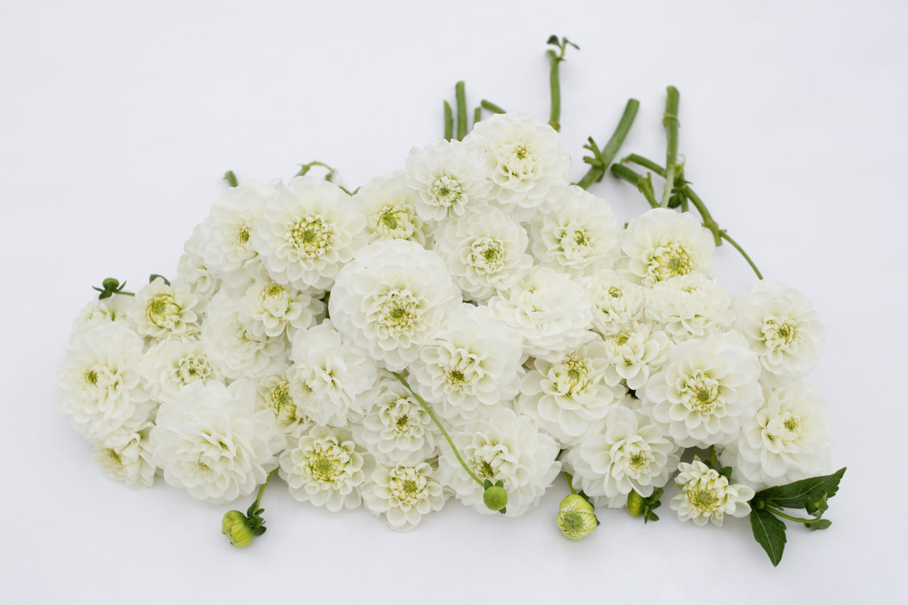 Daalia Orsett Beauty, Loukykvět