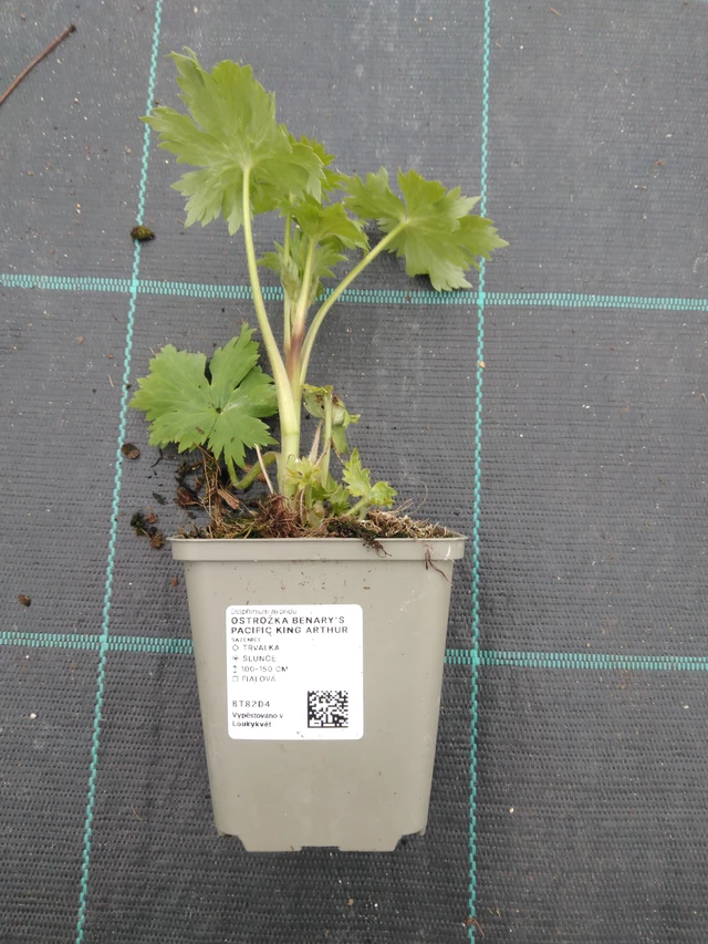 Espuela de caballero Benary’s Pacific King Arthur - 1. 4. 2026