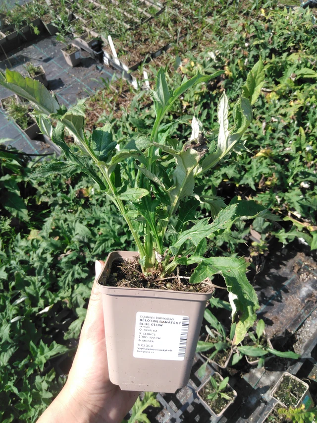 Balkaninpallo-ohdake Blue Glow - 2024