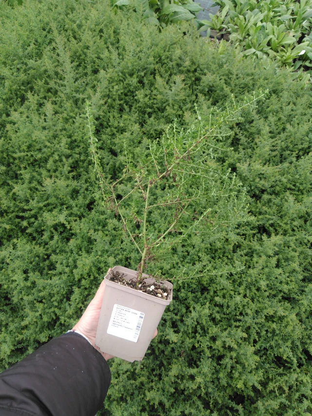 Asteri Blue Star - 2024