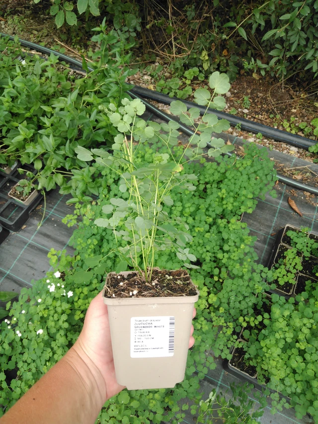 Ängelmä Splendide White - 2024