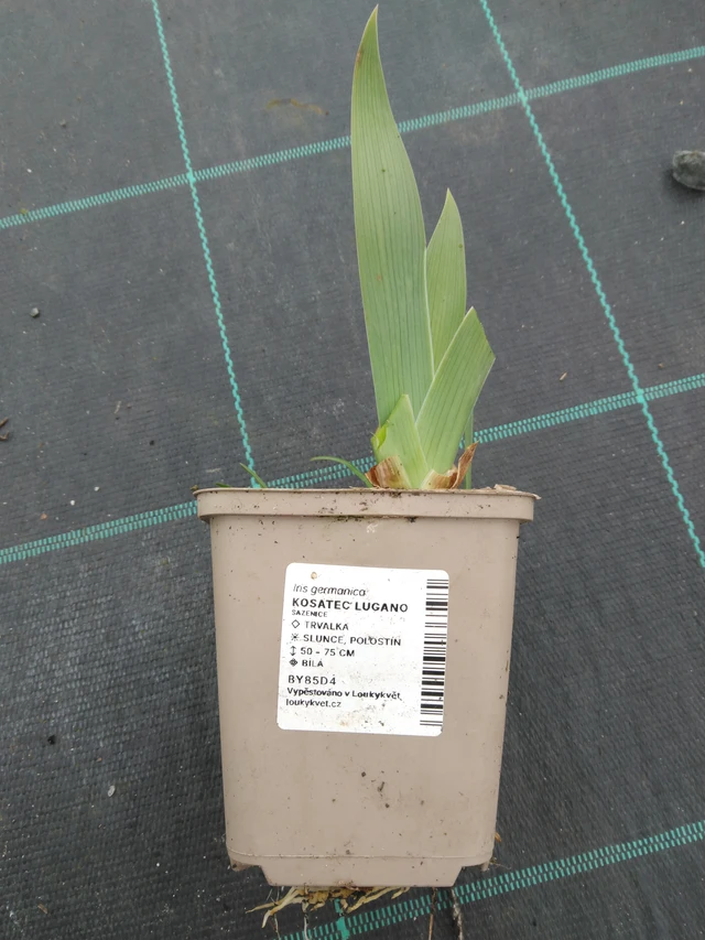 Kurjenmiekka Lugano - 1. 4. 2026