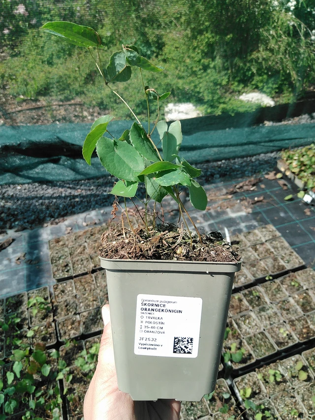 Epimedium Orangekönigin - 13. 5. 2025