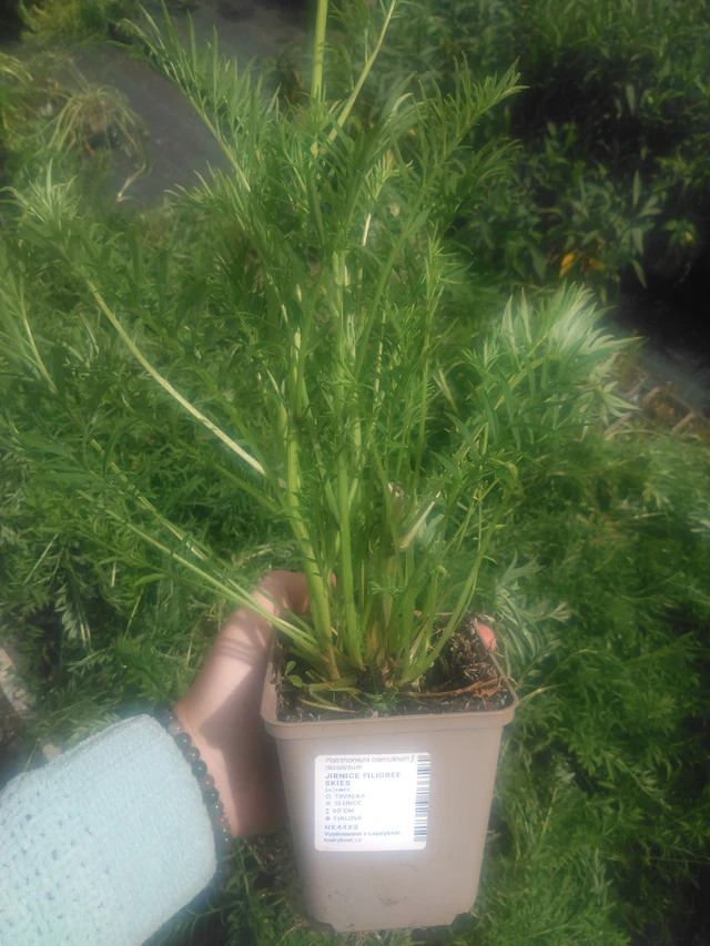 Sinilatva Filigree Skies - 2024