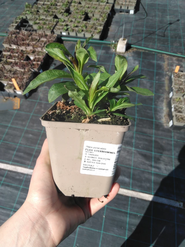 Leimu Sternhimmel - 3. 4. 2025