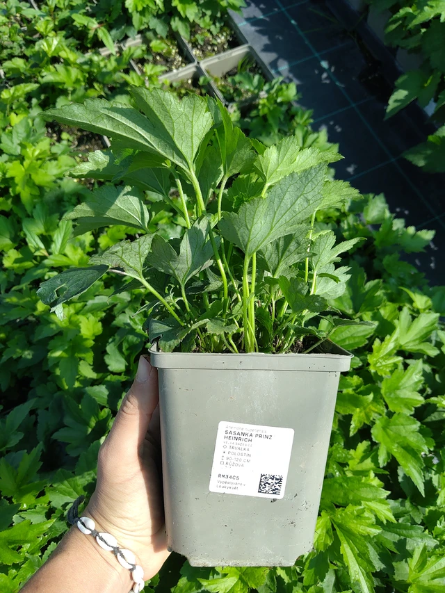 Anemone Prinz Heinrich - 12. 8. 2026