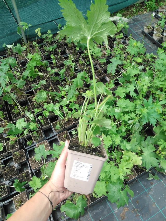 Jaloritarinkannus Magic Fountains White (Dark Bee) - 2024