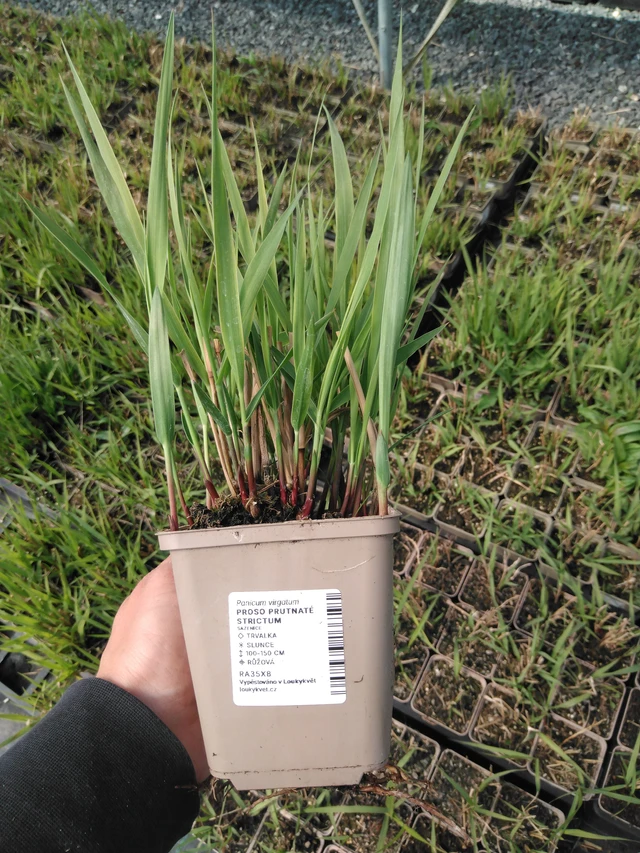 Virginianhirssi Strictum - 13. 5. 2025