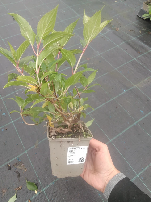 Syyshortensia Kyushu - 10. 10. 2025