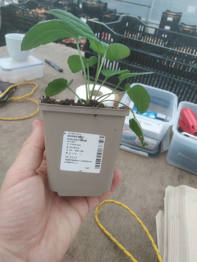 Sädepäivänhattu Goldsturm - 2024