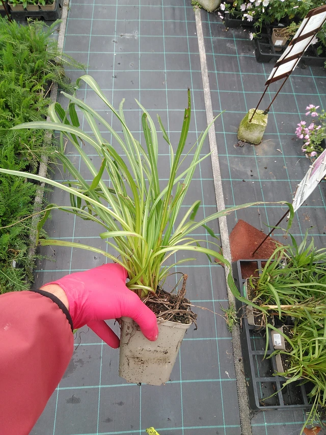 Punatähkä - 29. 7. 2025