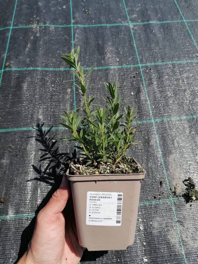 Hisopo Roseus - 2024