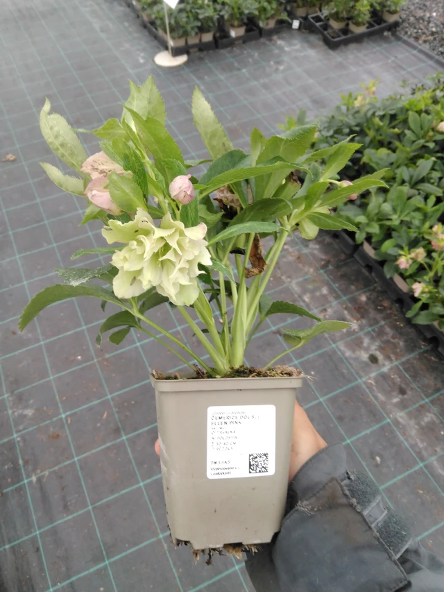 Jouluruusu Double Ellen Pink - 10. 9. 2025