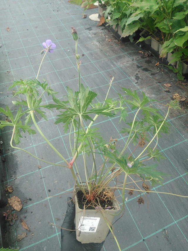 Kurjenpolvi Brookside - 10. 9. 2025