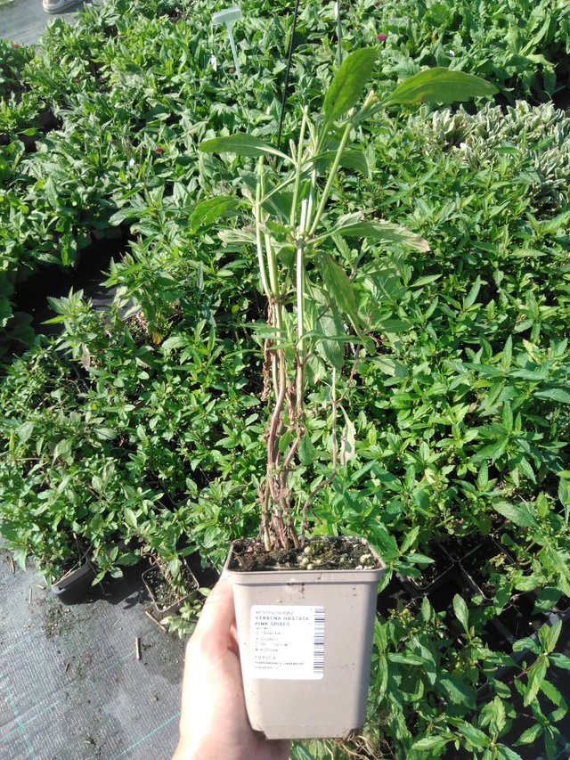 Verbena Pink Spires - 2024