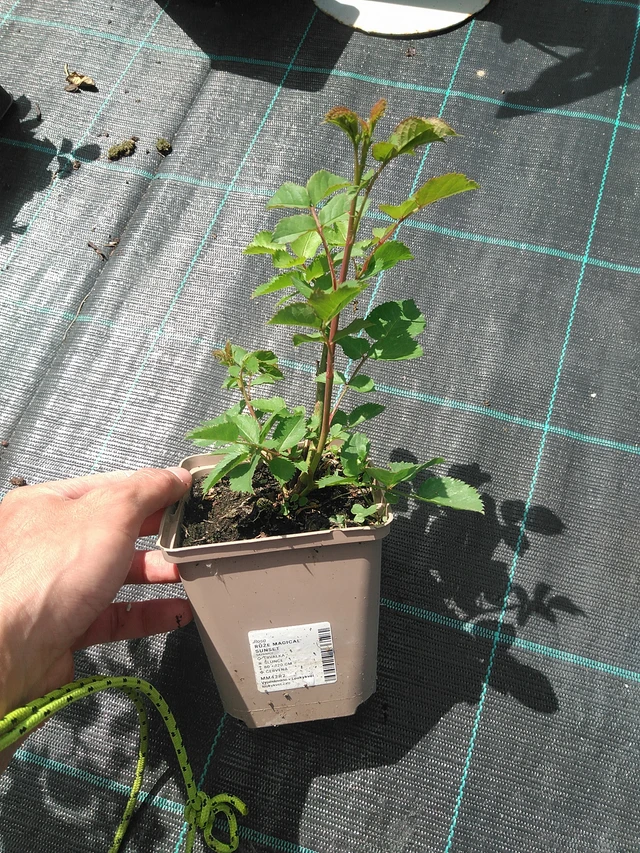 Rosa Magical Sunset - 24. 6. 2025