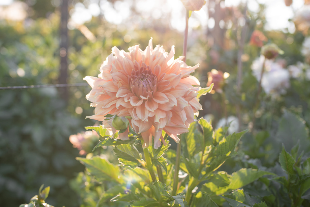 Daalia Fairway Spur, Loukykvět