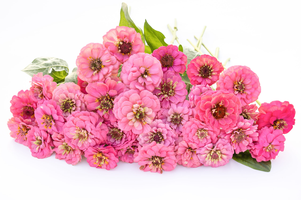 Tsinnia Oklahoma Pink, Loukykvět