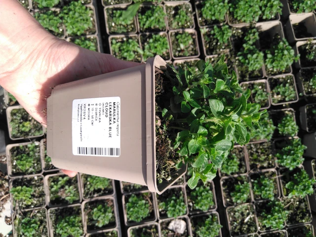 Käenminttu Blue Cloud - 2024