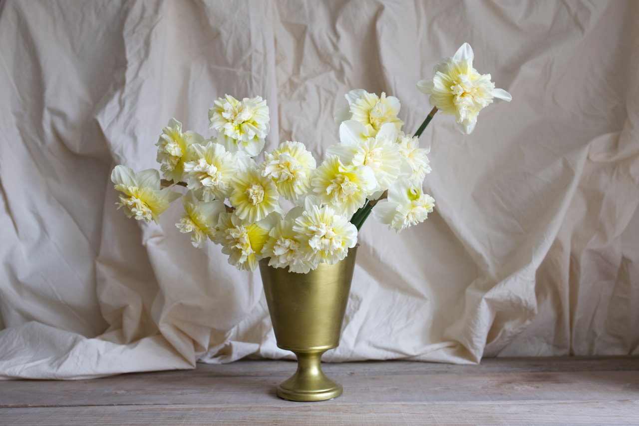 Narsissi Ice King, Loukykvět