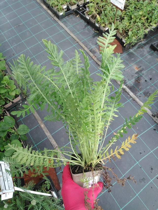 Siankärsämö Parkers Varietät - 29. 7. 2025