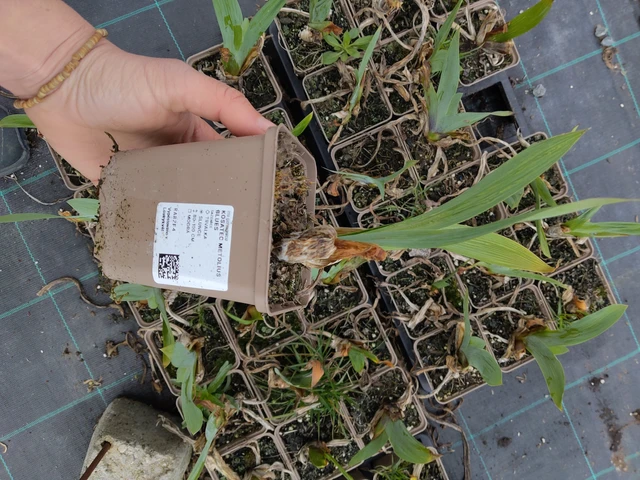 Kurjenmiekka Metolius Blues - 21. 4. 2026