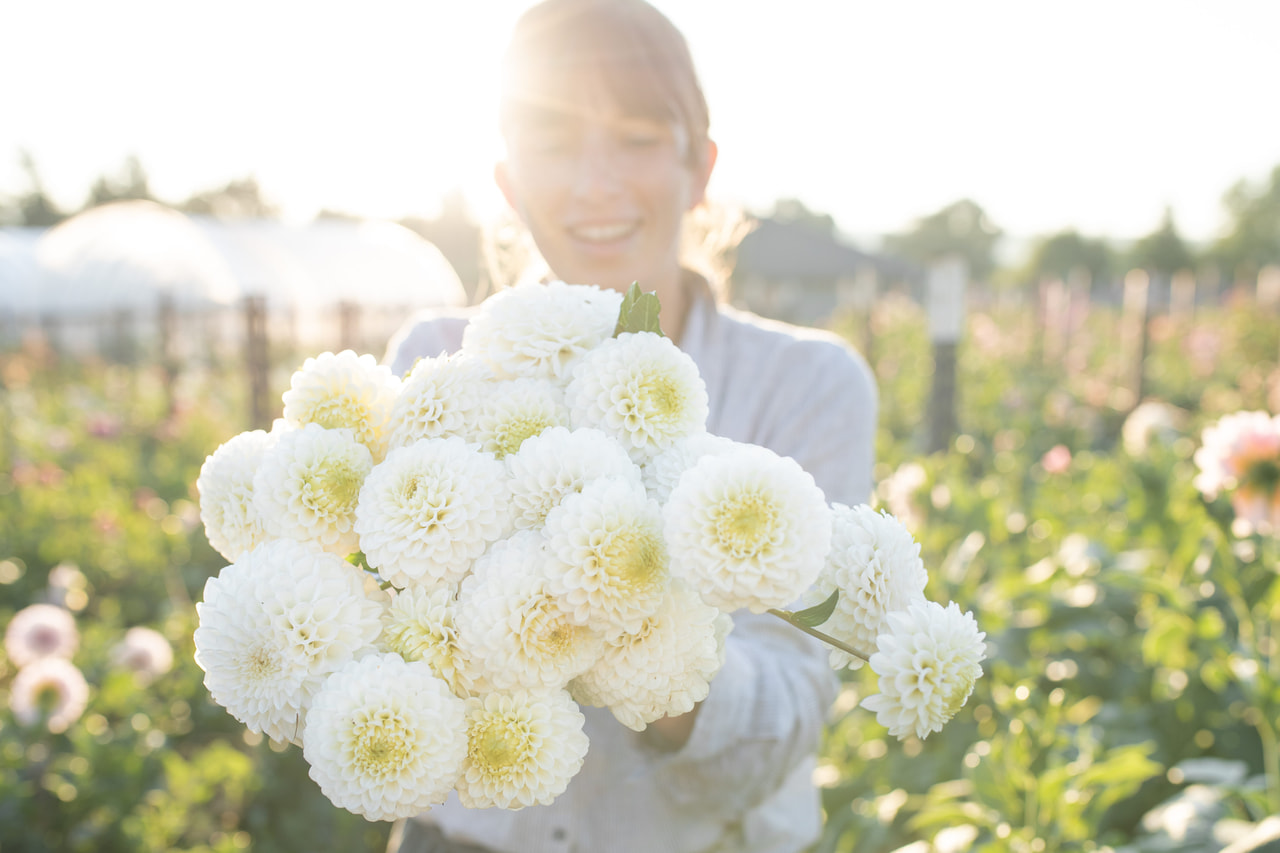Dalia Caro, Loukykvět