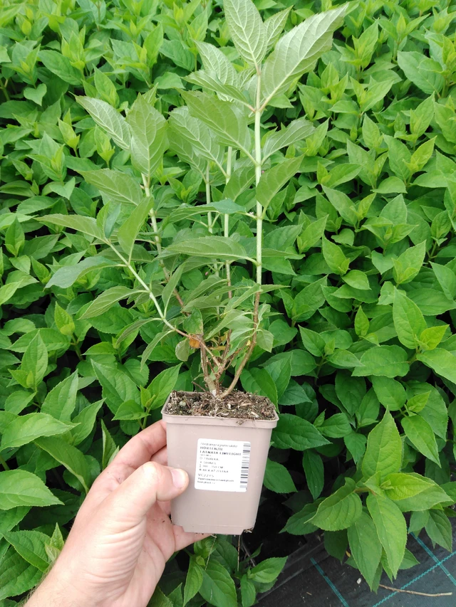 Syyshortensia Limelight - 2024