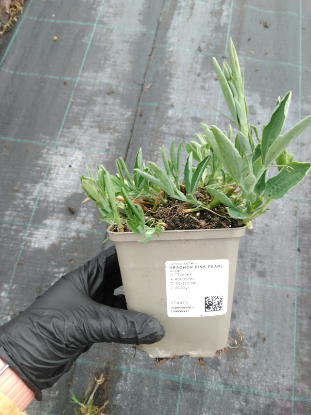 Tuoksuherne Pink Pearl - 1. 4. 2026