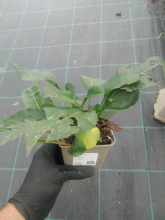 Asteri Twilight - 10. 9. 2025