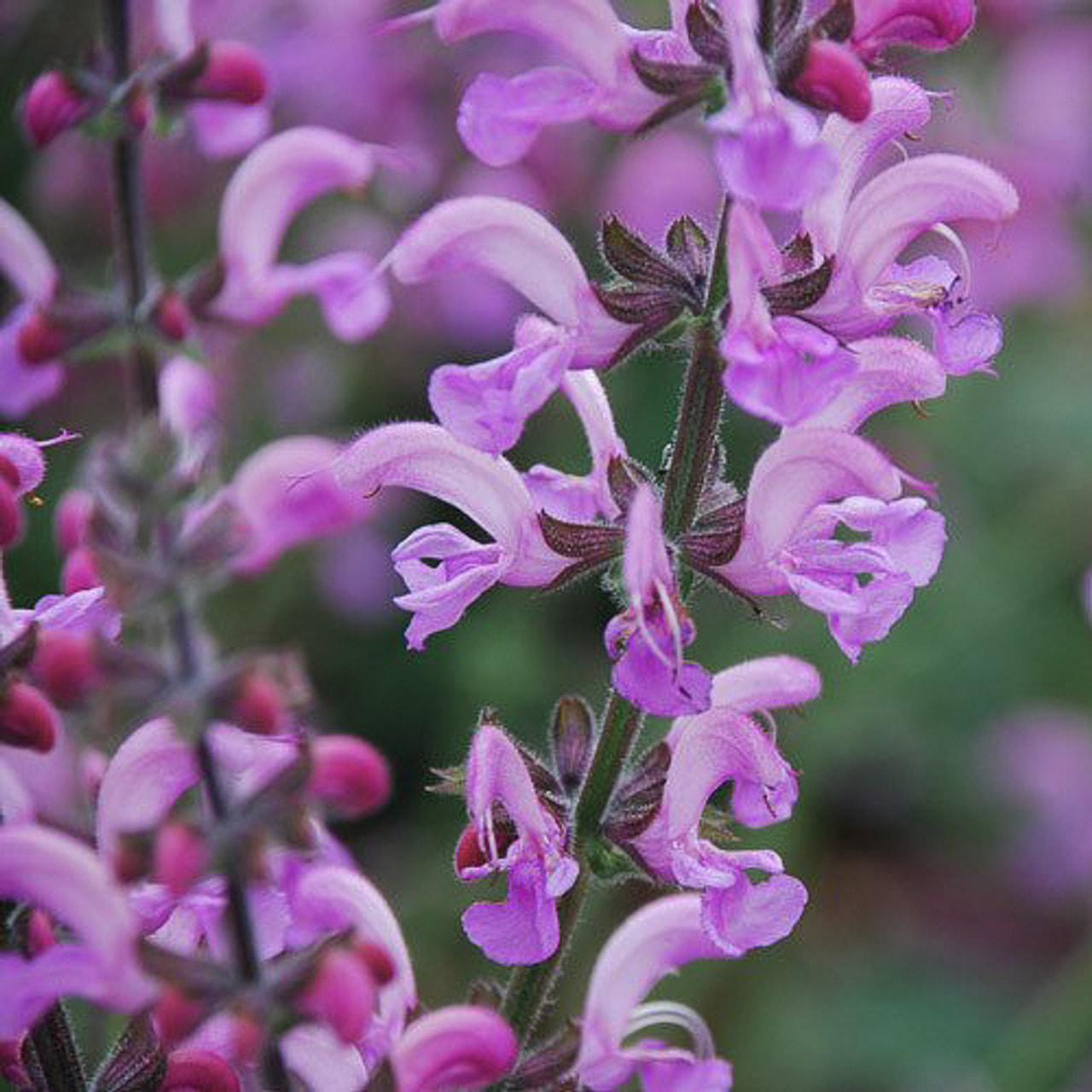 Salvia pratensis Sweet Esmeralda, Loukykvět