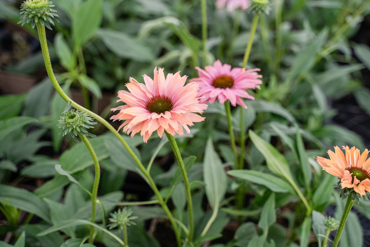 Echinacea SunSeekers Rainbow, Loukykvět