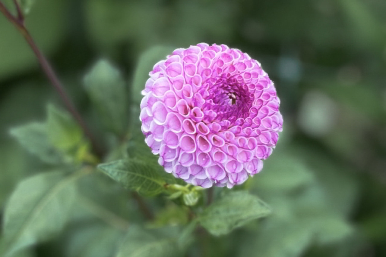 Daalia Frank Holmes, Loukykvět